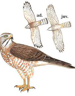 灰脸鵟鹰 / Grey-faced Buzzard / Butastur indicus