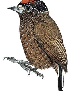 巴西姬啄木鸟 / Varzea Piculet / Picumnus varzeae