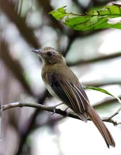 褐霸鹟 / Brownish Twistwing / Cnipodectes subbrunneus