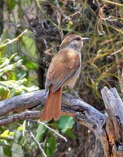 红尾晨鸫 / Rufous-tailed Palm Thrush / Cichladusa ruficauda
