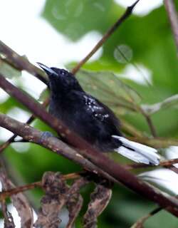 斑翅蚁鹩 / Dot-winged Antwren / Microrhopias quixensis