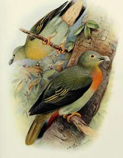 大绿鸠 / Large Green Pigeon / Treron capellei