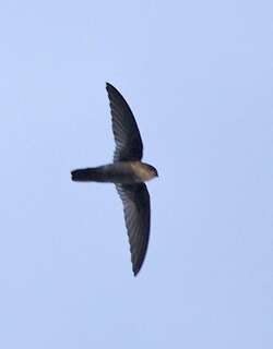 纯色金丝燕 / Uniform Swiftlet / Aerodramus vanikorensis