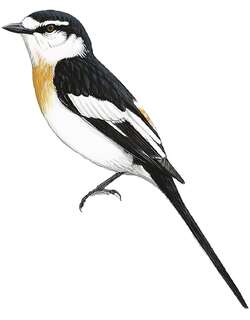 杰氏山椒鸟 / Jerdon’s Minivet / Pericrocotus albifrons