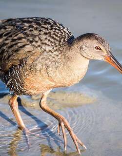里氏秧鸡 / Ridgway’s Rail / Rallus obsoletus