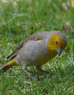 黄头黄雀鹀 / Citron-headed Yellow Finch / Sicalis luteocephala