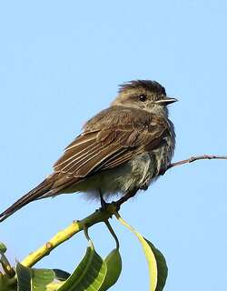 冠灰纹霸鹟 / Crowned Slaty Flycatcher / Griseotyrannus aurantioatrocristatus