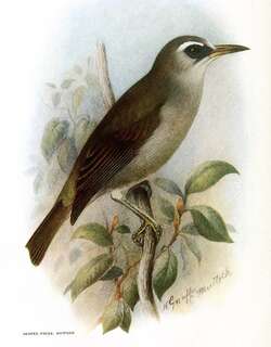 裸眼绣眼鸟 / Bare-eyed White-eye / Zosterops superciliosus