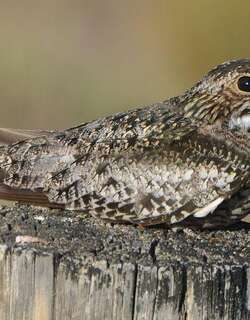美洲夜鹰 / Common Nighthawk / Chordeiles minor