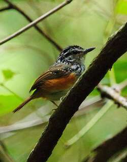 歌蚁鸟 / Guianan Warbling Antbird / Hypocnemis cantator