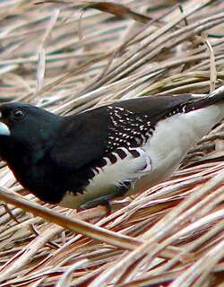 黑白文鸟 / Black-and-white Mannikin / Spermestes bicolor