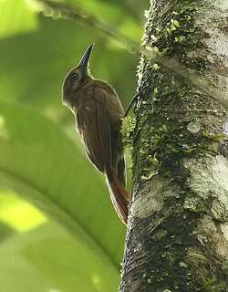纯褐䴕雀 / Plain-brown Woodcreeper / Dendrocincla fuliginosa