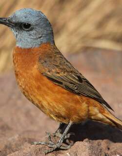 南非矶鸫 / Cape Rock Thrush / Monticola rupestris