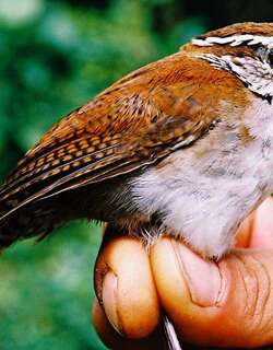 棕白苇鹪鹩 / Rufous-and-white Wren / Thryophilus rufalbus