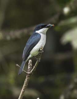 黑翅鹟鵙 / Black-winged Flycatcher-shrike / Hemipus hirundinaceus