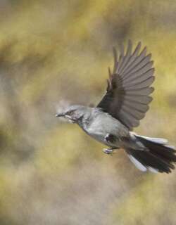 莱氏林莺 / Layard’s Warbler / Curruca layardi