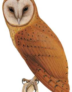 马岛草鸮 / Red Owl / Tyto soumagnei