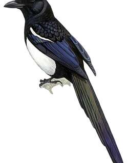 阿拉伯喜鹊 / Asir Magpie / Pica asirensis