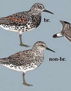 大滨鹬 / Great Knot / Calidris tenuirostris