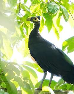 塚雉 / Maleo / Macrocephalon maleo