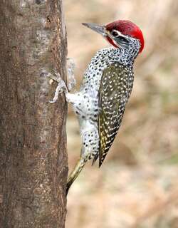 东非啄木 / Nubian Woodpecker / Campethera nubica