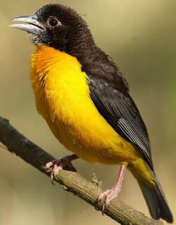 灰背织雀 / Dark-backed Weaver / Ploceus bicolor