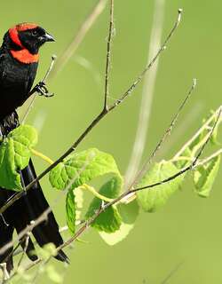 红领巧织雀 / Red-collared Widowbird / Euplectes ardens