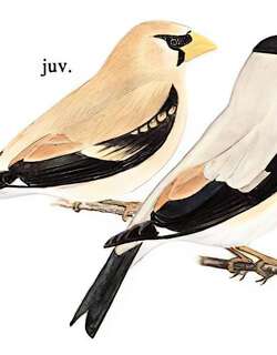黑头蜡嘴雀 / Japanese Grosbeak / Eophona personata