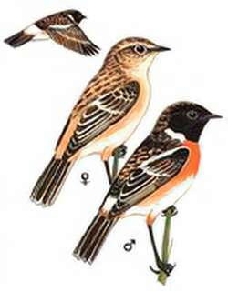 黑喉石鵖 / Common Stonechat