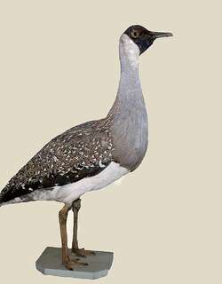 黑脸鸨 / Heuglin’s Bustard / Neotis heuglinii