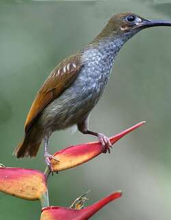 裸脸捕蛛鸟 / Naked-faced Spiderhunter / Arachnothera clarae