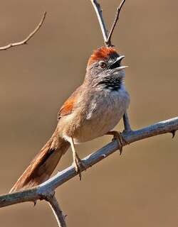 淡胸针尾雀 / Pale-breasted Spinetail / Synallaxis albescens
