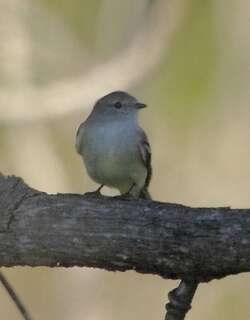 南灌丛霸鹟 / Southern Scrub Flycatcher / Sublegatus modestus