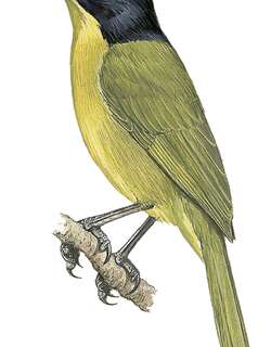 黑顶丛鵙 / Uluguru Bushshrike / Malaconotus alius