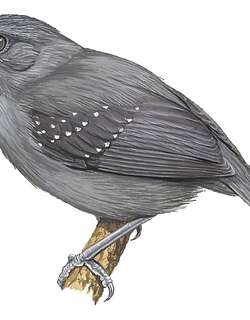 蓝灰蚁鸟 / Slate-colored Antbird / Myrmelastes schistaceus