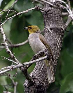 黄喉鹎 / Yellow-throated Bulbul / Pycnonotus xantholaemus