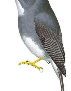 黄脚鹟 / Yellow-footed Flycatcher / Muscicapa sethsmithi