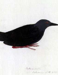 塔希提田鸡 / Tahiti Crake / Zapornia nigra