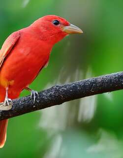 玫红丽唐纳雀 / Summer Tanager / Piranga rubra