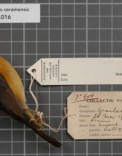 布鲁姬鹟 / Cinnamon-chested Flycatcher / Ficedula buruensis