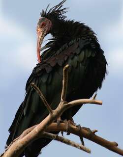 隐鹮 / Northern Bald Ibis / Geronticus eremita