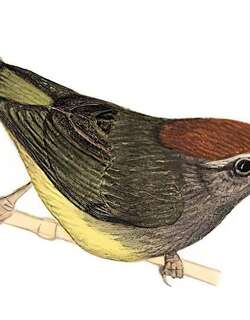 宽嘴鹟莺 / Broad-billed Warbler / Tickellia hodgsoni