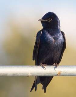 紫崖燕 / Purple Martin / Progne subis