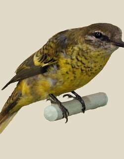 红腹鹃鵙 / Petit’s Cuckooshrike / Campephaga petiti