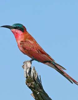 南红蜂虎 / Southern Carmine Bee-eater / Merops nubicoides