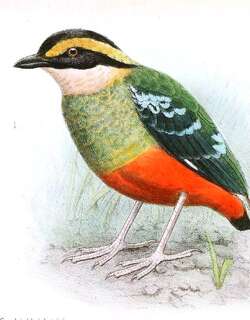 非洲绿胸八色鸫 / Green-breasted Pitta / Pitta reichenowi