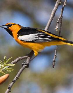 布氏拟鹂 / Bullock’s Oriole / Icterus bullockii