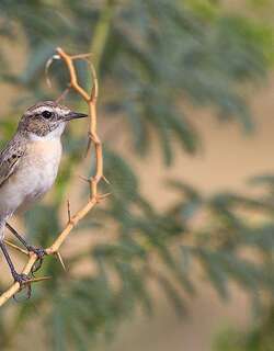 大嘴石䳭 / White-browed Bush Chat / Saxicola macrorhynchus