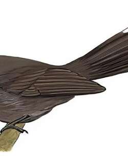 白喉扇尾鹟 / White-throated Fantail / Rhipidura albicollis