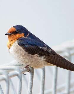 迎燕 / Welcome Swallow / Hirundo neoxena